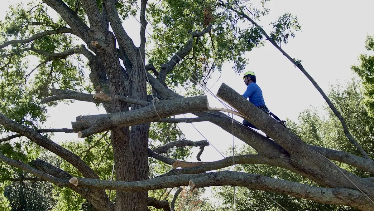 Professional Hazardous Tree Removal performed by certified arborists in Orovada