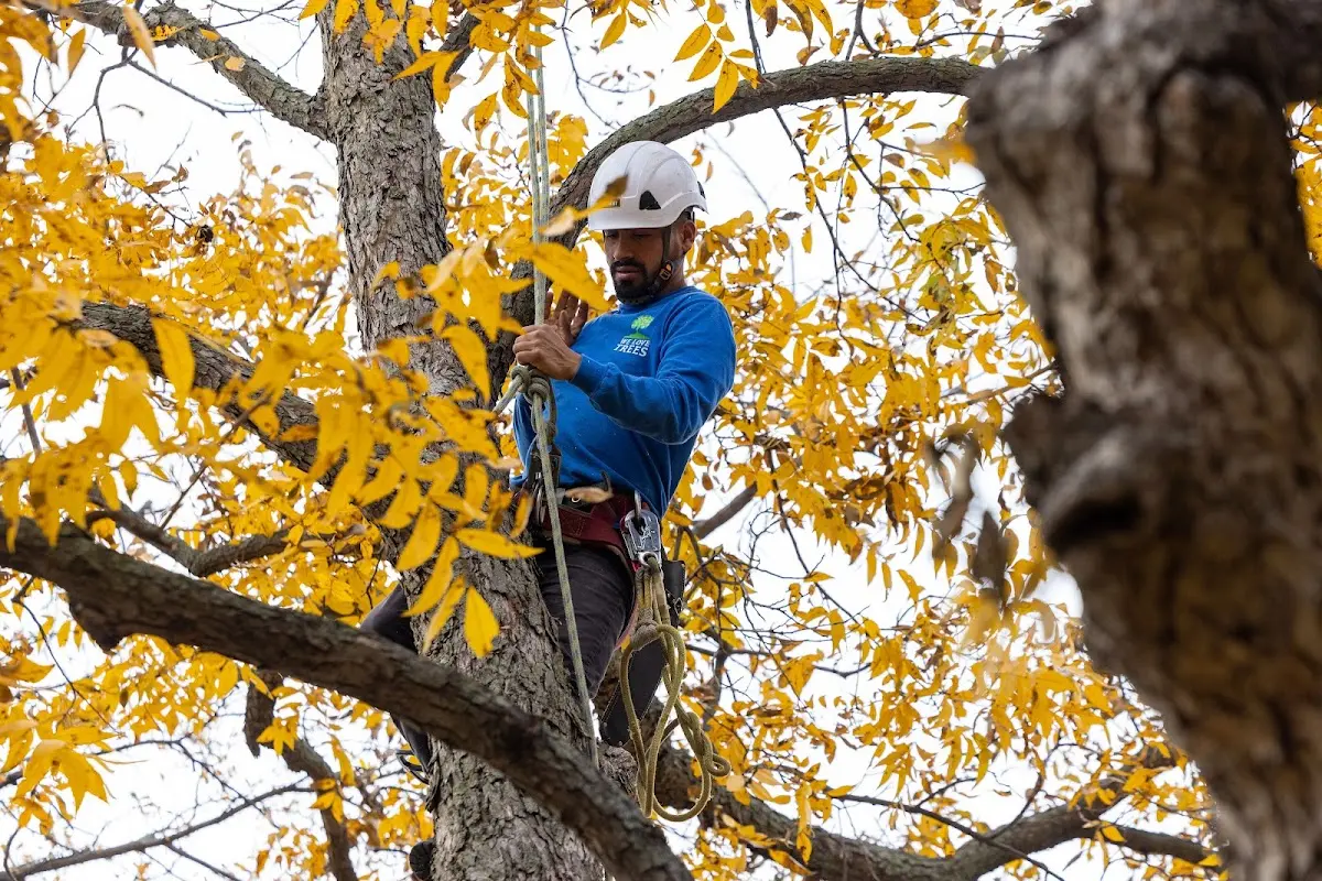 Skilled Storm Damage Cleanup crew working in Orovada